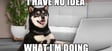 Dog Have no idea that he is doing
